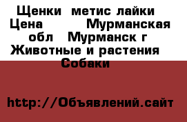 Щенки, метис лайки › Цена ­ 100 - Мурманская обл., Мурманск г. Животные и растения » Собаки   